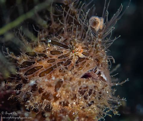 Frogfish facts, species, behavior, and photos - Underwater Photography Guide