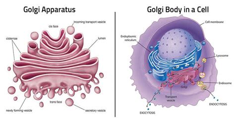 Golgi Body | Golgi Apparatus | Define ,Functions, Life of cell without Golgi Body - CBSE Class ...