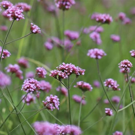 Verbena Seeds - Etsy