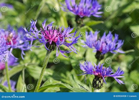 Perennial Cornflower or Centaurea Montana Flower Stock Photo - Image of blossom, mountain: 83926928