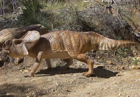 Protoceratops Pictures & Facts - The Dinosaur Database