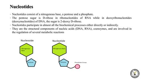 Purines metabolism.pptx