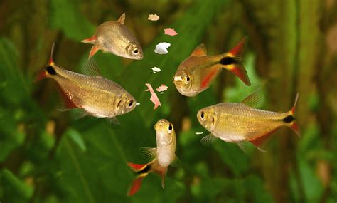 What Do Fish Eat: Have You Ever Wondered? | Fishkeeping World