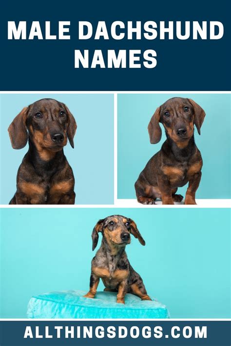 Cute Wiener Dog Names – Your favorite images dog