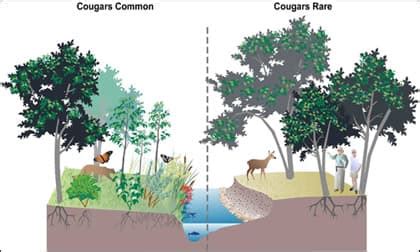 Trophic Cascade: The Case For Wolves | WyoFile