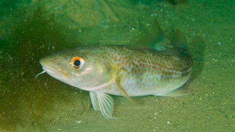 Conservation group criticizes northern cod quota as 'irresponsible ...