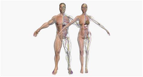 Anatomy Male, Anatomy Study, Body Anatomy, Skeleton System, Female ...