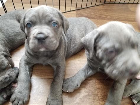 Cane Corso Puppies For Sale | California, MD #265891