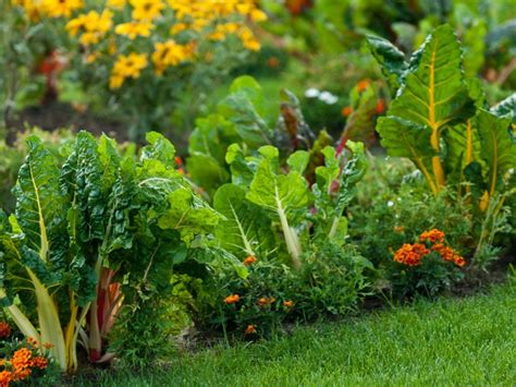 Veggies, Herbs And Flowers - How To Mix Edible Plants In The Garden