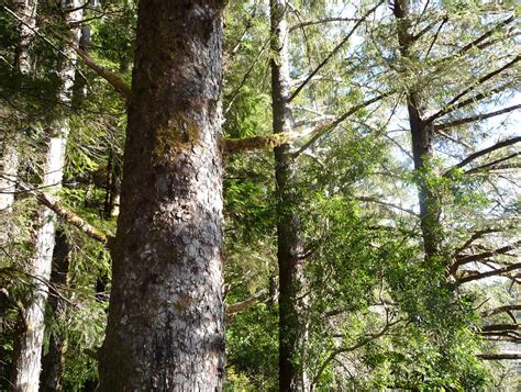 Sitka Spruce coastal forest. | Sitka Spruce forest in the So… | Flickr