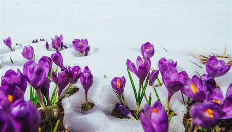 Spring Crocuses In Melting Snow Stock Photo - Download Image Now - iStock