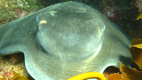 Cathedral Cove Dive & Snorkel | Activity in The Coromandel, New Zealand