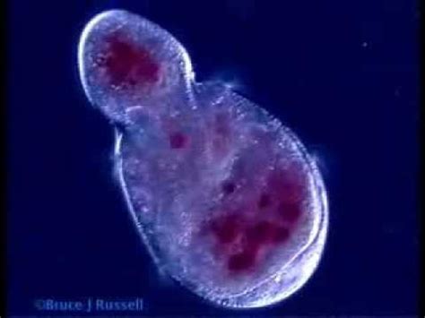 Didinium | Protists, Celestial bodies