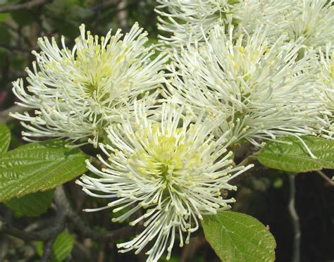 Fothergilla | An old one, taken in the Botanic Gardens. | Heather | Flickr