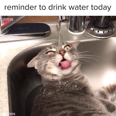 Stay Hydrated Meme Funny