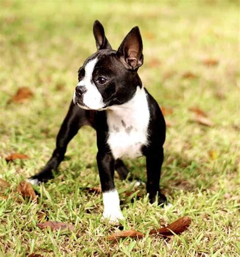 37+ Boston Terrier Breeders Mississippi Photo - Bleumoonproductions