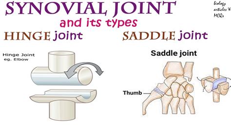 Synovial joint and its types - Part 1 - Hinge joint - Saddle joint || BIOLOGY ARTICLES AND MCQS ...