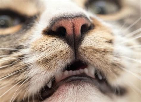 Feline Calicivirus Infection in Cats | PetMD