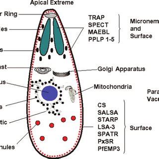 Plasmodium falciparum life cycle in the human host and the Anopheles... | Download Scientific ...