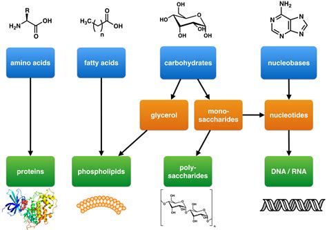 Dehydration Synthesis: AP® Biology Crash Course | Albert.io