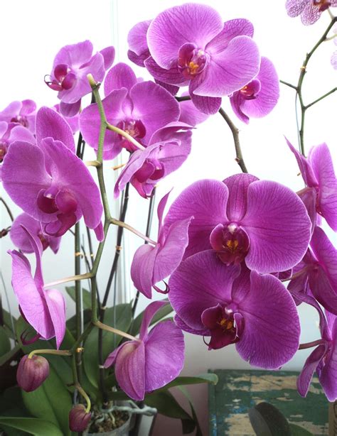 4 da Love of Orchids: Phalaenopsis hybrids