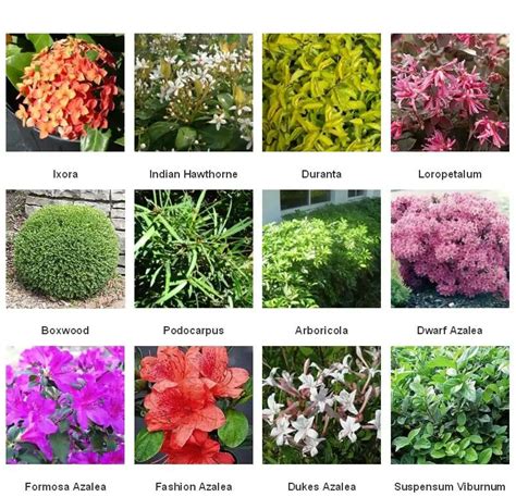 Varieties of Flowering Shrubs for Your Garden