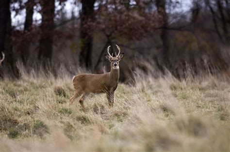 Michigan DNR: Top 10 hunting violations during firearm deer hunting ...