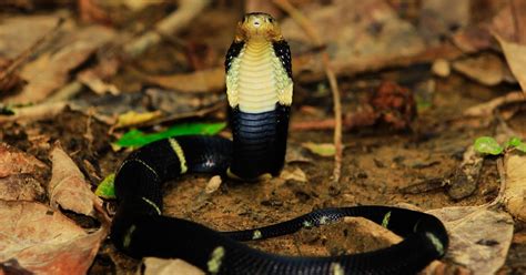 Red Spitting Cobra Habitat