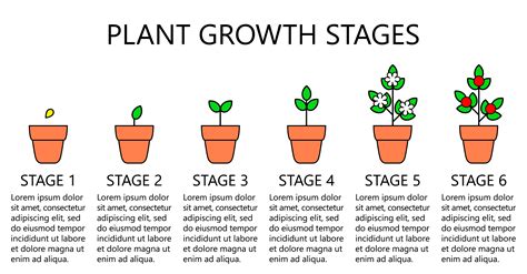 Plant growth stages infographics. Line art icons. Planting instruction ...