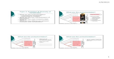 (PDF) Topic 3: Evolution & Diversity of What are the ... · LanceletsWhat are the differences ...