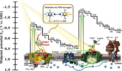 Using MEPS to Generate Photosynthetic Electron Transport in Cyanobacteria