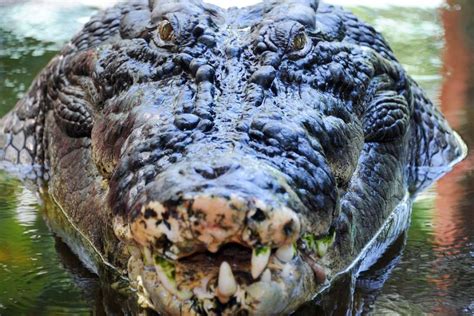 Holiday from hell: Australian camper woken up by crocodile biting into his leg | South China ...