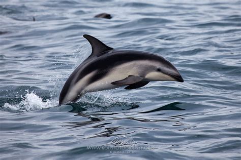 Dusky Dolphin, Kaikoura, New Zealand | Kea Photography