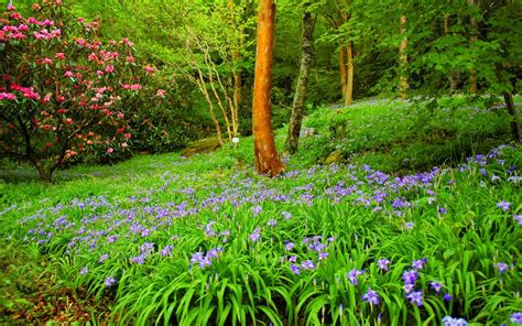 Beautiful Summer Hd Wallpaper Forest With Green Trees, Bushes, Flowers, Grass Nice Summer Day ...