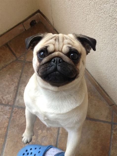 cute wrinkly pug | Baby pugs, Pugs funny, Silly dog pictures