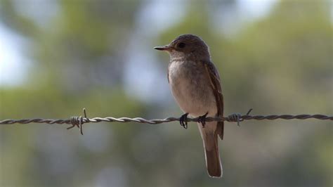 Spotted Flycatcher | MarkEisingBirding