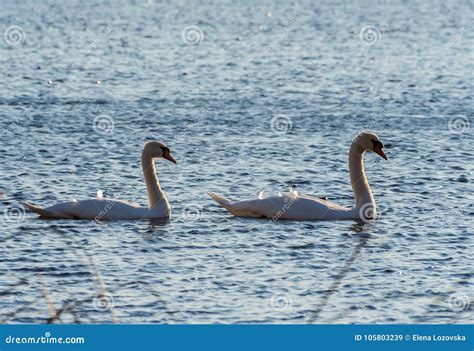 Two swans swim on the lake stock image. Image of beautiful - 105803239