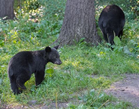 Black bear mother and cub. stock image. Image of mammal - 101834477