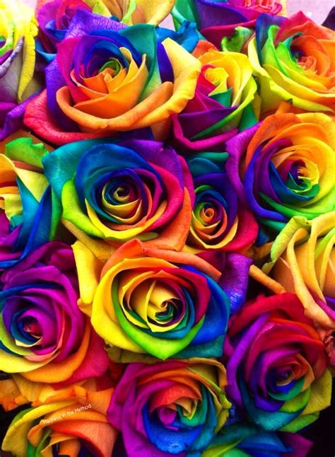 #rainbow #colours #roses | Ilustrações florais, Rosas papel de parede, Fichários decorados