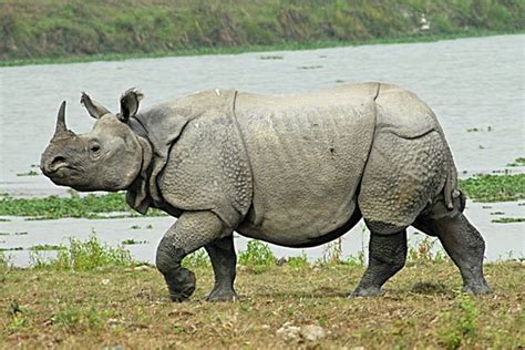 INDONESIA ku: Badak Bercula Satu (Rhinoceros sondaicus)