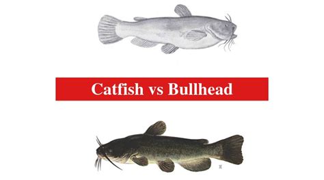 Catfish vs Bullhead: The Differences Between Catfish and Bullhead - HookedOnCatfish