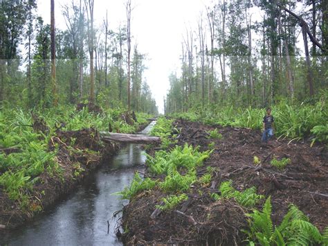 Hutan gambut di indonesia ~ Pengetahuan kita