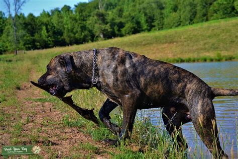 Warm Dark Brindle Presa Canario - STRAWS AVAILABLE - Stud Dog in Arkansas, the United States ...