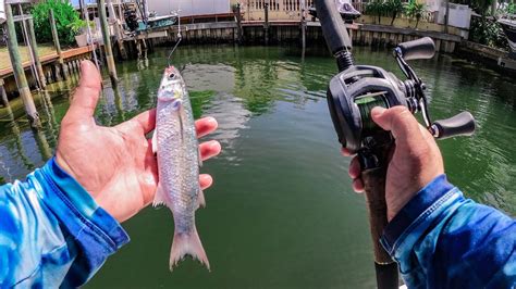 Catching HUGE Fish With Live Mullet Fishing Saltwater Canals - YouTube