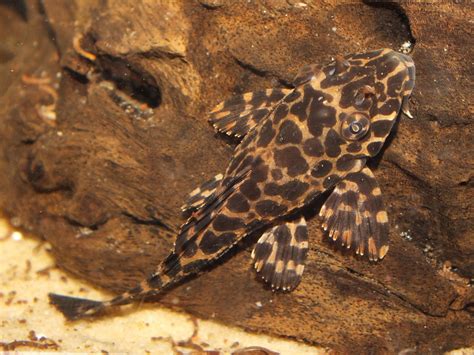 Sailfin Pleco - Care | Tank | Size | Male | Female | Traits | Albino - SeaFish