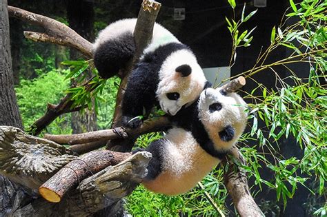 Panda twins debut at Ueno zoo; viewing set for 3 days | The Asahi Shimbun: Breaking News, Japan ...