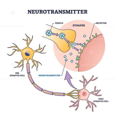 Neurotransmitter process with synapse, vesicle and receptors outline diagram. Labeled ...