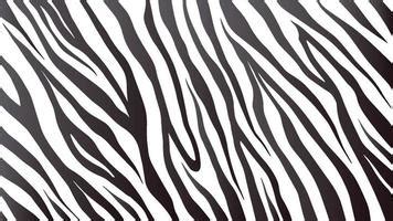 Real Zebra Texture