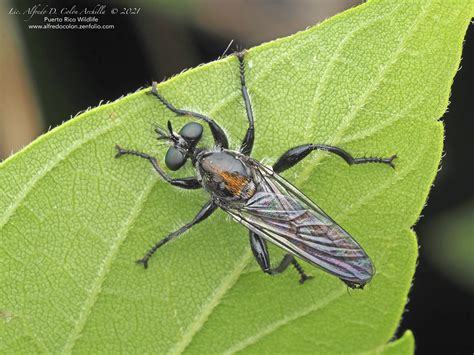 Minnesota Seasons - bee-mimic robber flies (Laphria sericea species complex)