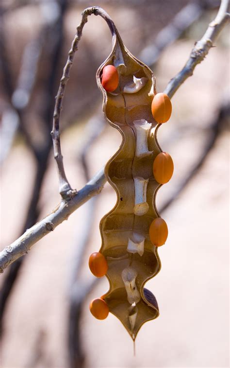 Pin by Kevin Levi on -Ph- | Seed pods, Plants, Planting flowers